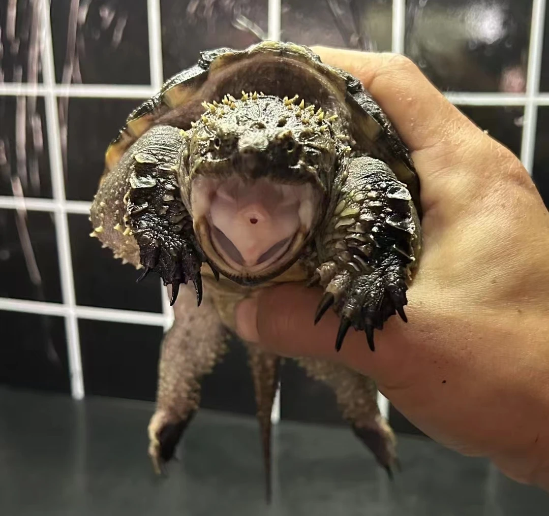 佛鳄观赏龟人工养殖苗活体凶猛食肉家养宠物龟爆刺小鳄龟直播挑选
