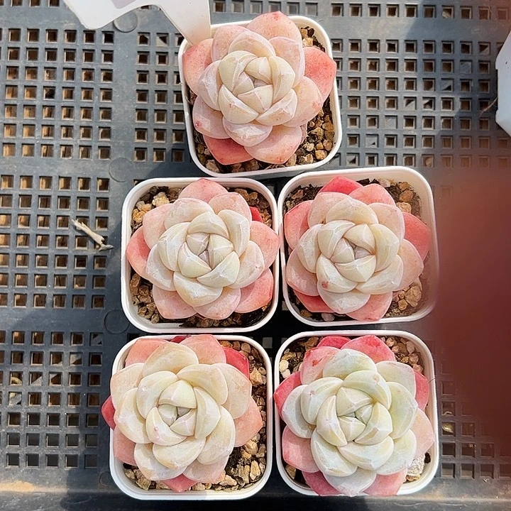 娇**3娇娇专拍多肉5颗单头1151