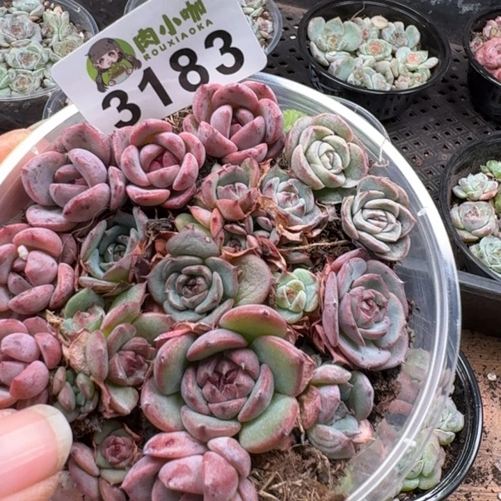多肉植物多肉植物