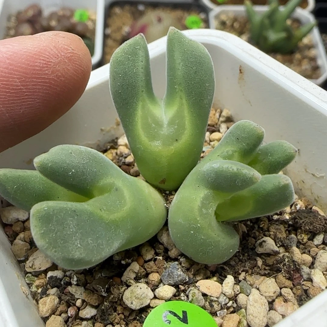 空蝉缀化群生多肉402
