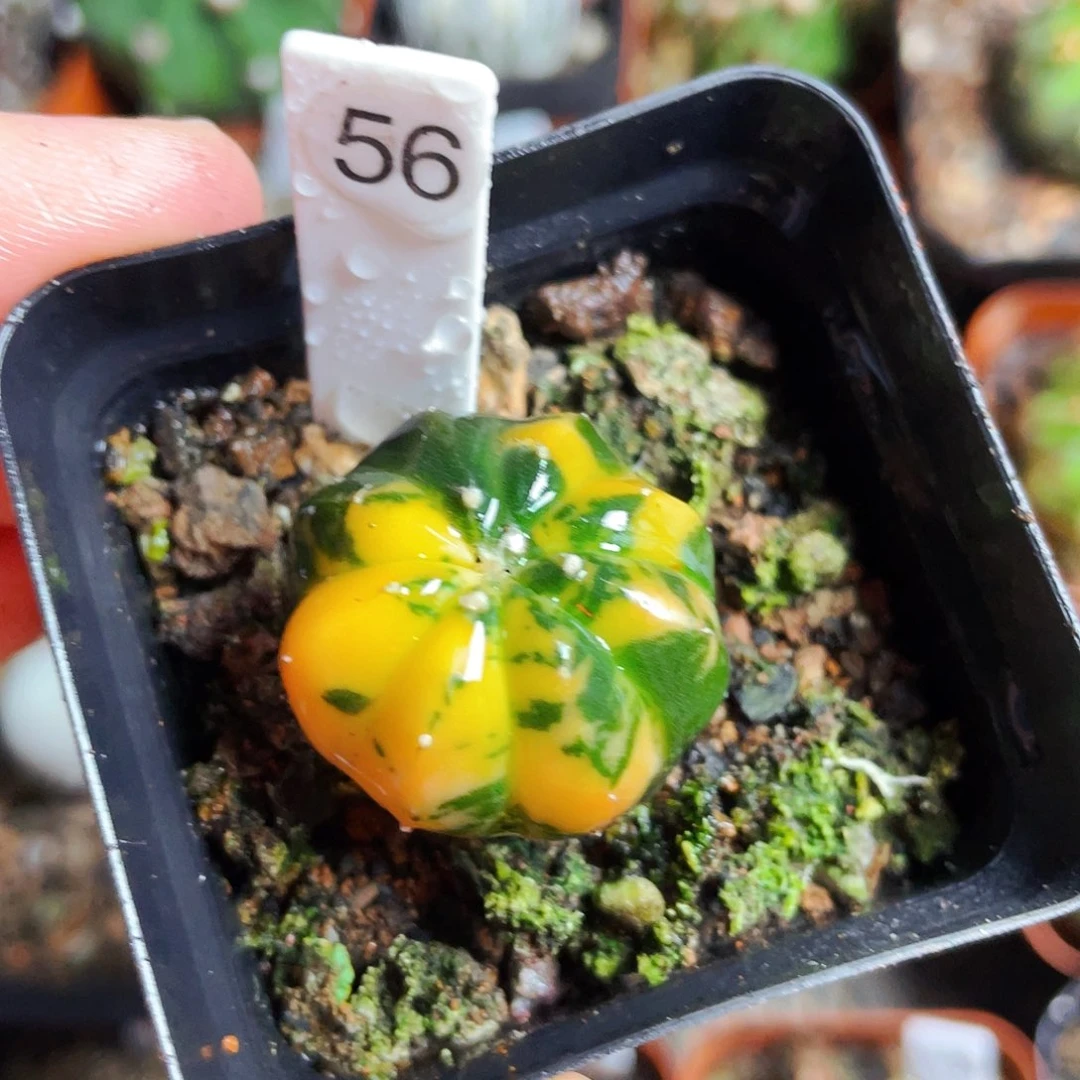 非偏远地区满25包邮仙人球裸根