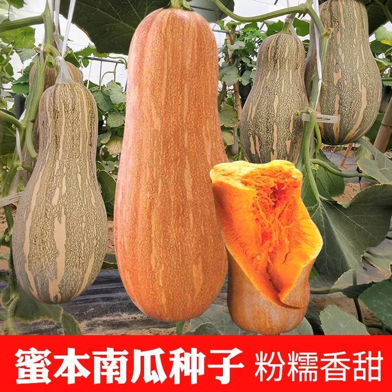 正宗特级蜜本南瓜籽超甜粉面高产早熟香糯耐运输春秋蔬菜种子
