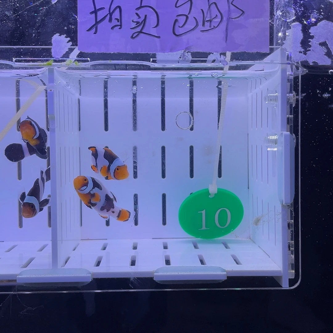 热带海域公3.5-4.5精品毕加索鱼