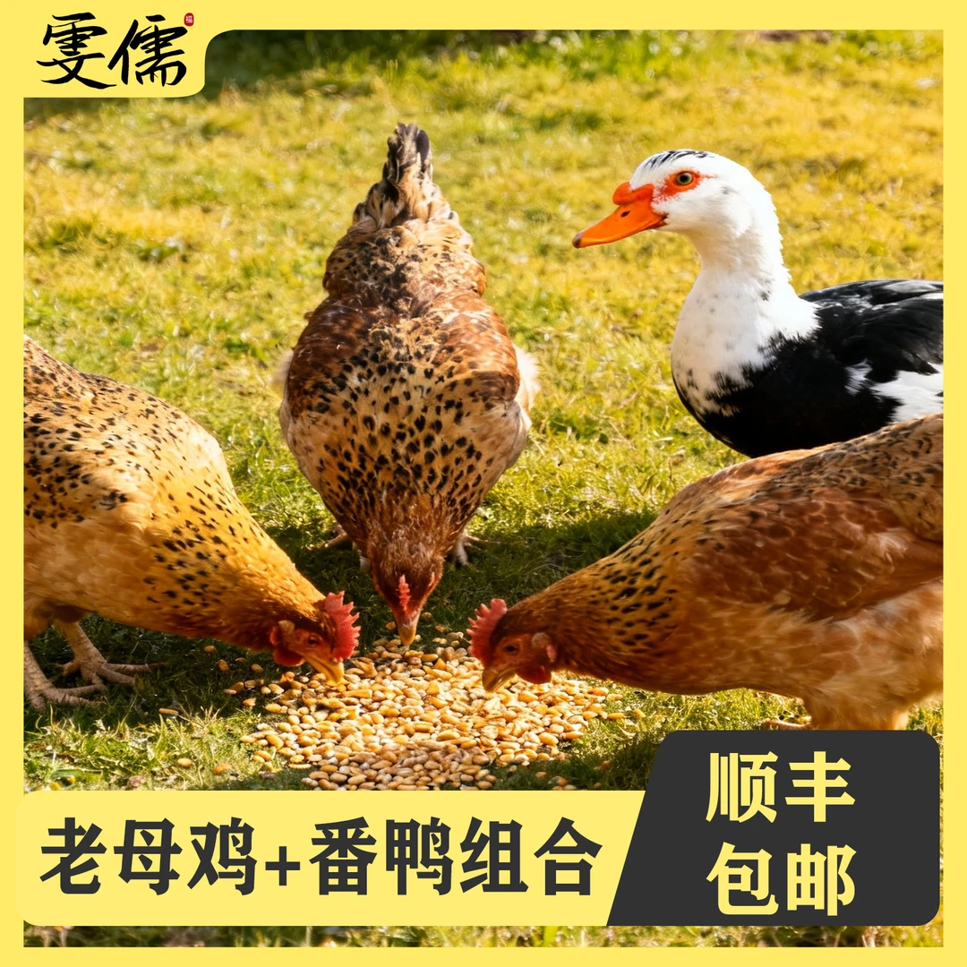 【娟娟1】3只2年母鸡+赠1只4斤番鸭 组合装 4只净重10斤支持试吃