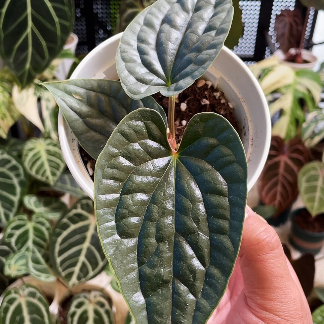 完全开放天南星科奢华