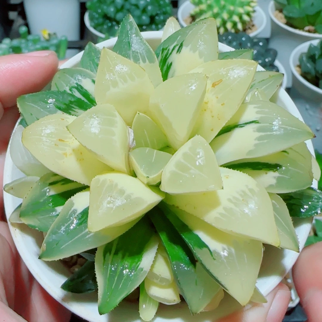 手捧花姬寿锦多肉