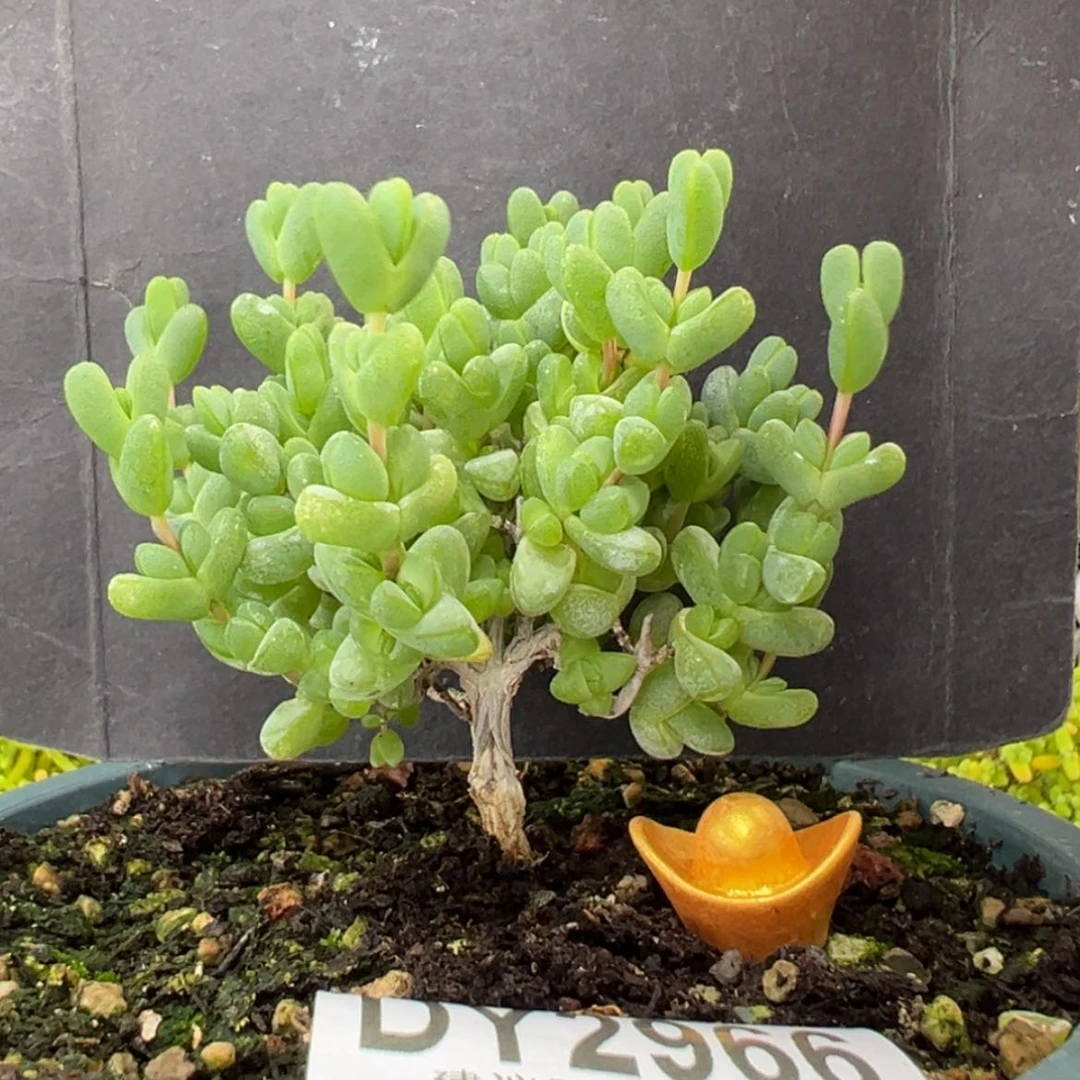 【闪购商品】dy2966老桩粗腿元宝冠幅6cm