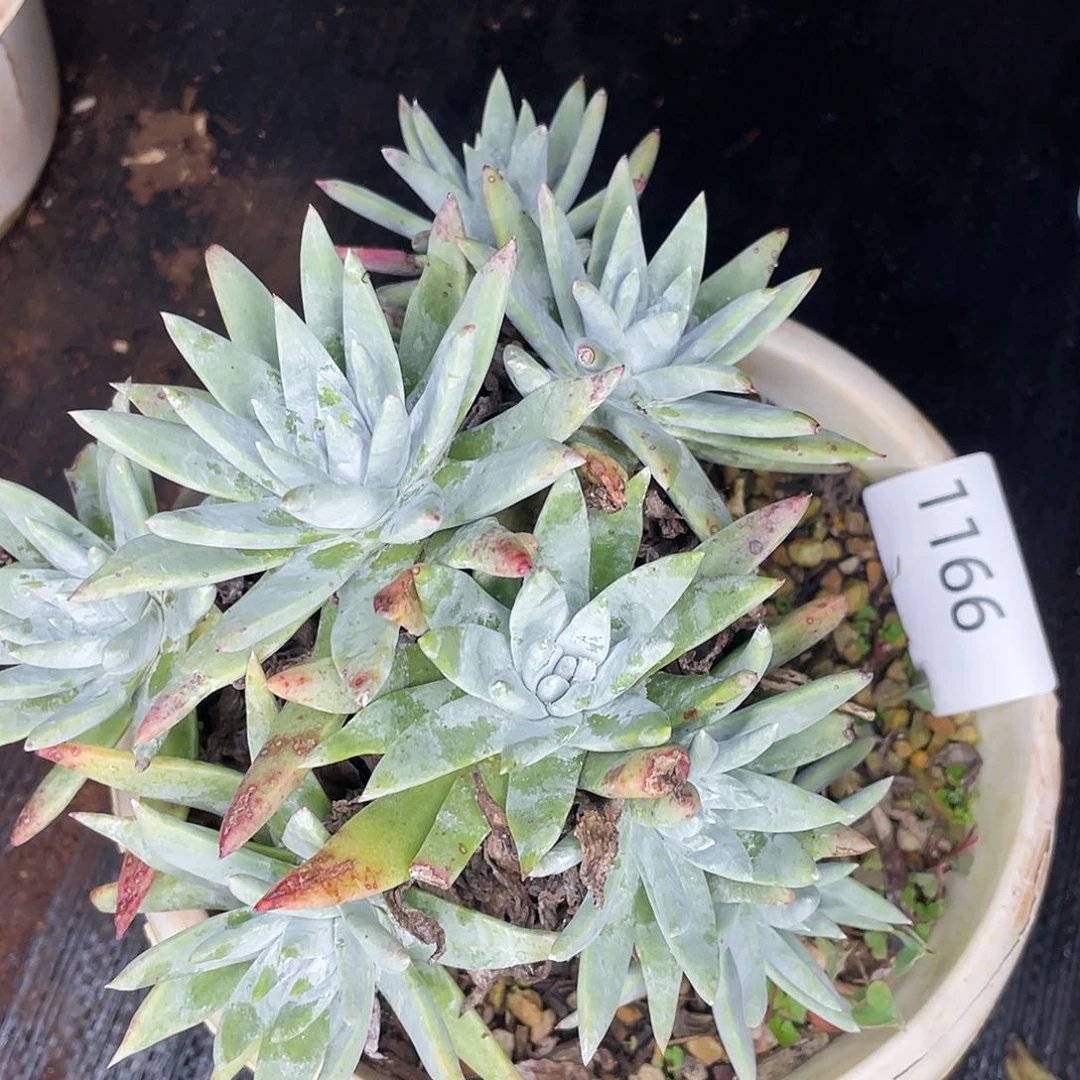 白菊苹果叶老桩1166