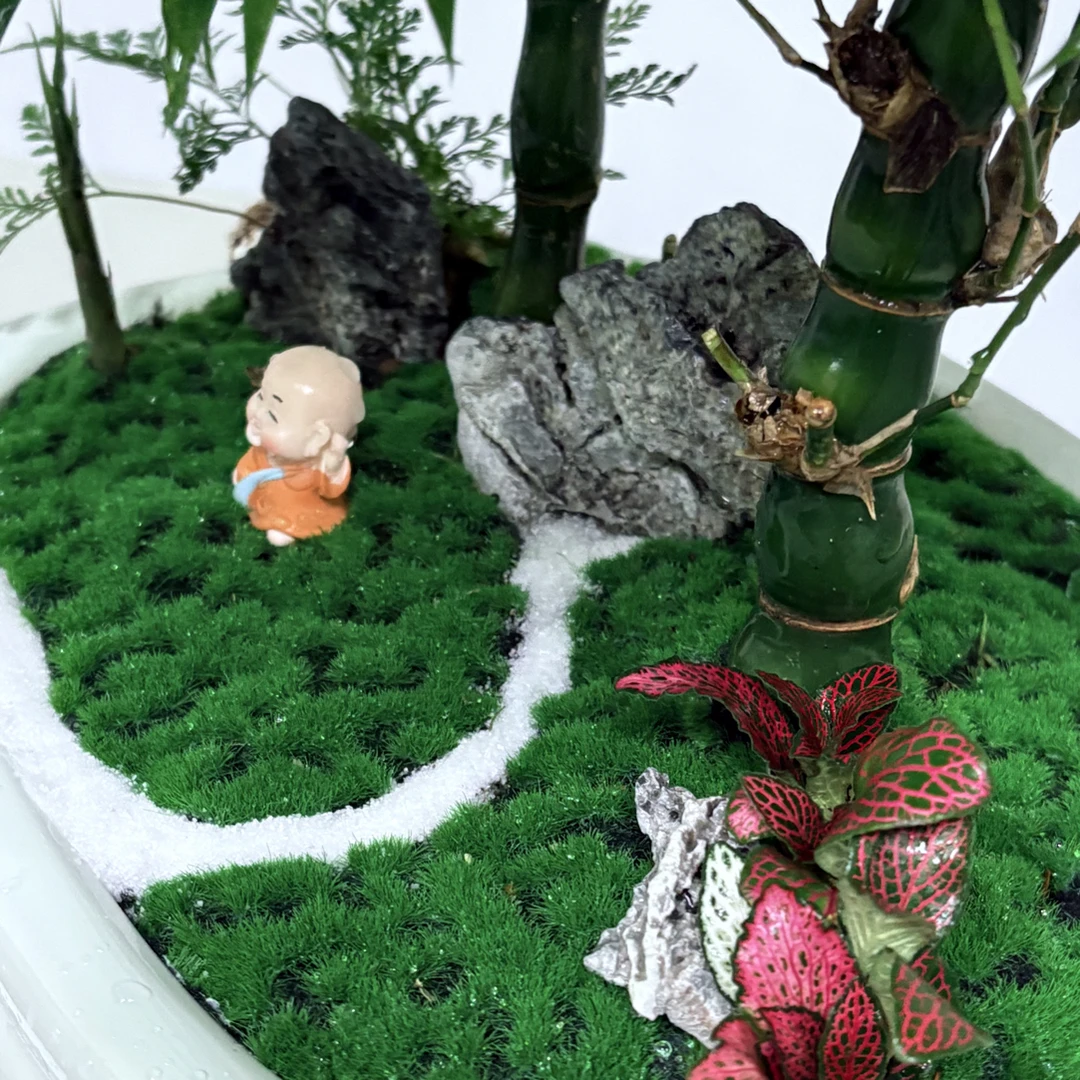 新梦尼园艺《一物一拍》非直播间勿拍顺丰包邮盆景茶室室内竹子盆栽