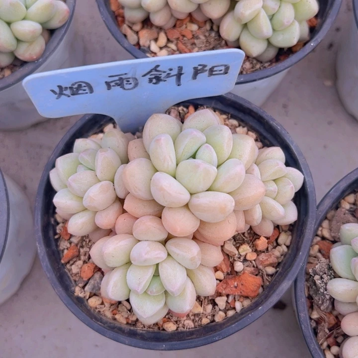 健健康康平平安安