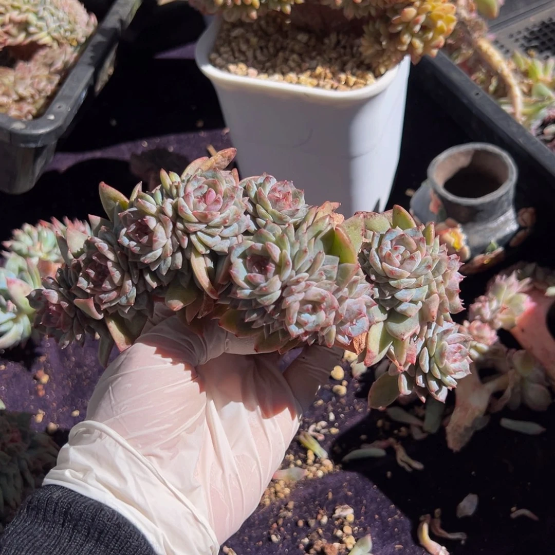 新年快乐 新年快乐