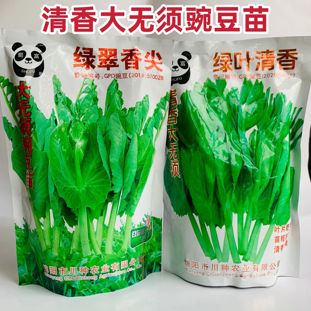 无须豌豆尖种子绿叶清香豌豆苗荷兰豆芽苗菜秋冬季田园蔬菜种籽
