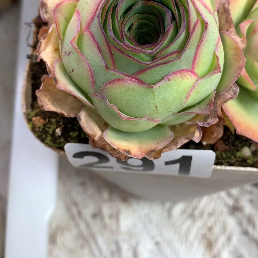 【闪购商品】yjj291