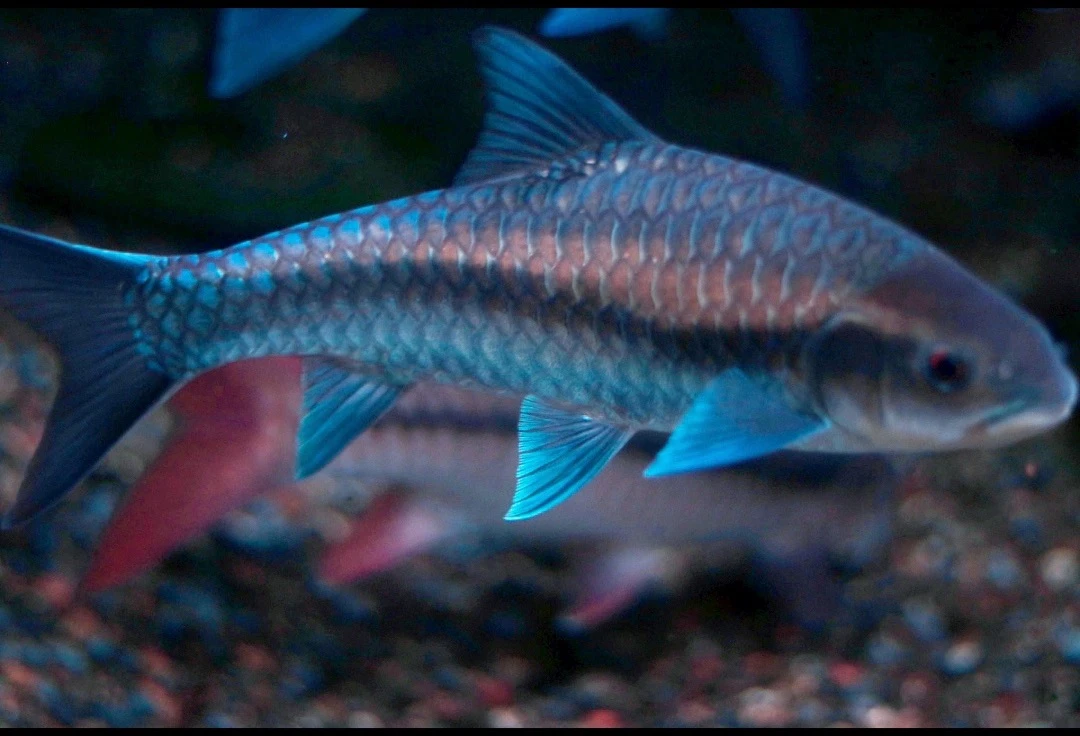 原生观赏鱼包邮混养中国结鱼/蓝吉罗/金吉罗/红吉罗/异口/保山蓝