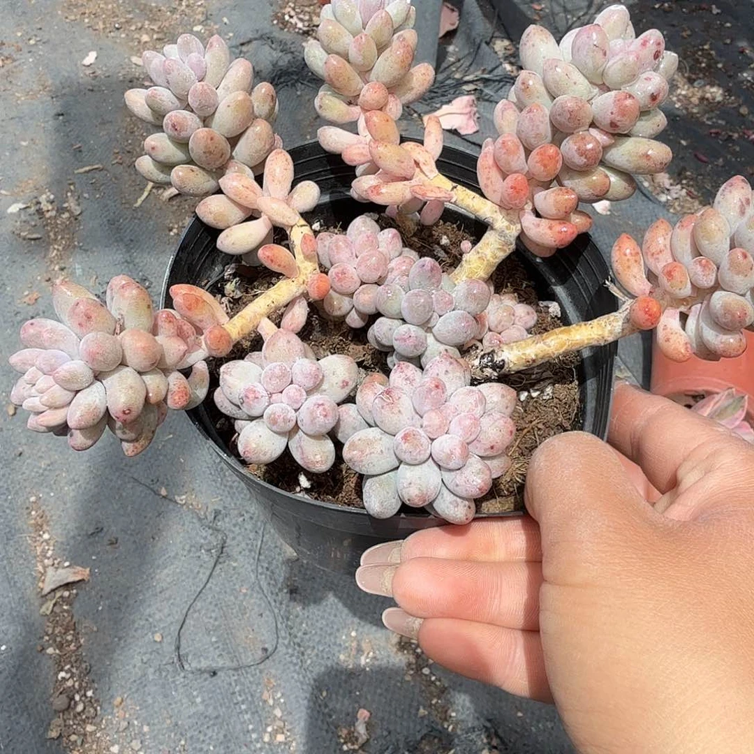 婴儿手指多肉植物竞聘