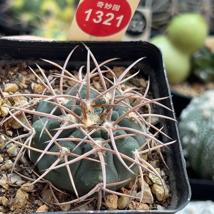 实生狂刺天平丸4.2cm