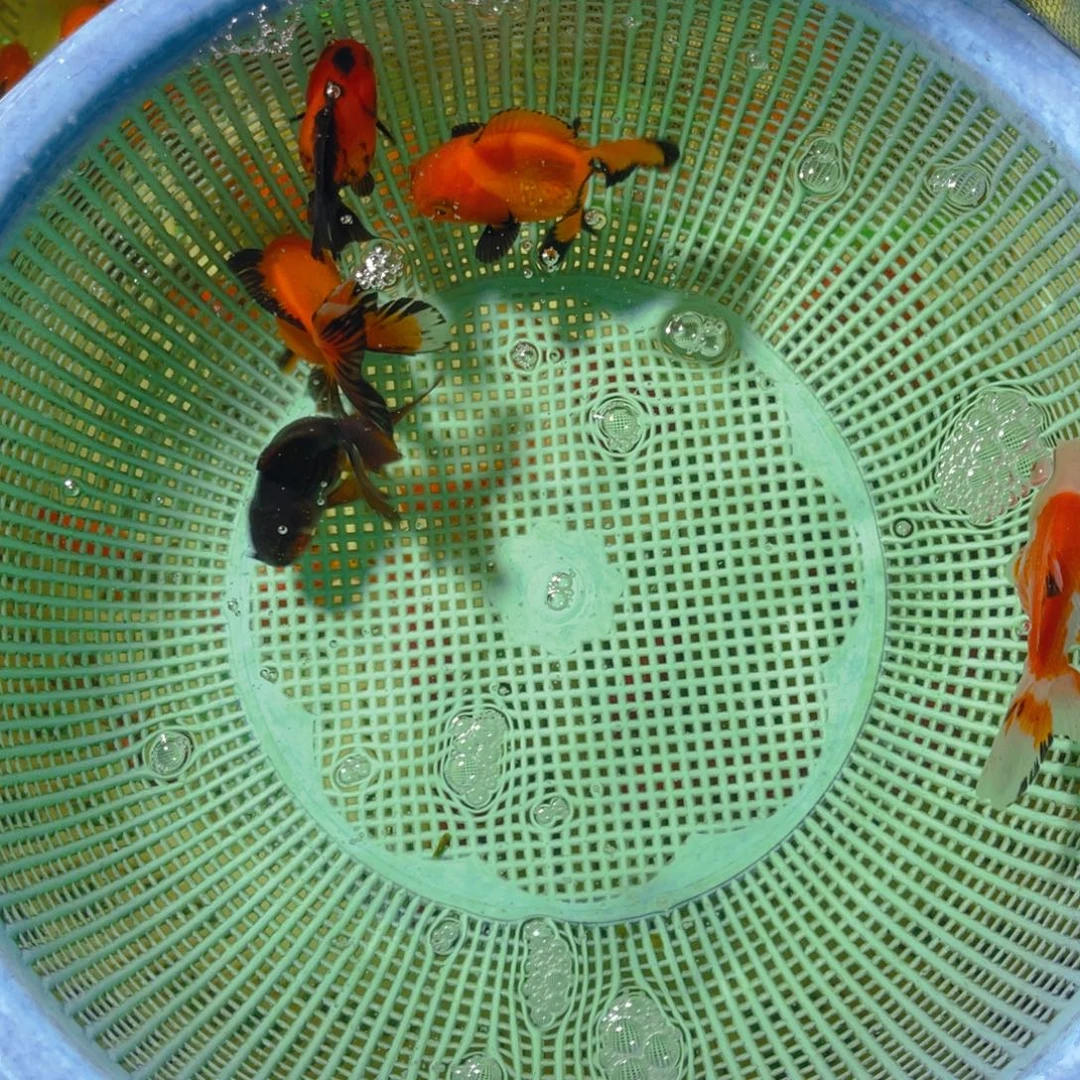 海水鱼花泰狮金鱼30