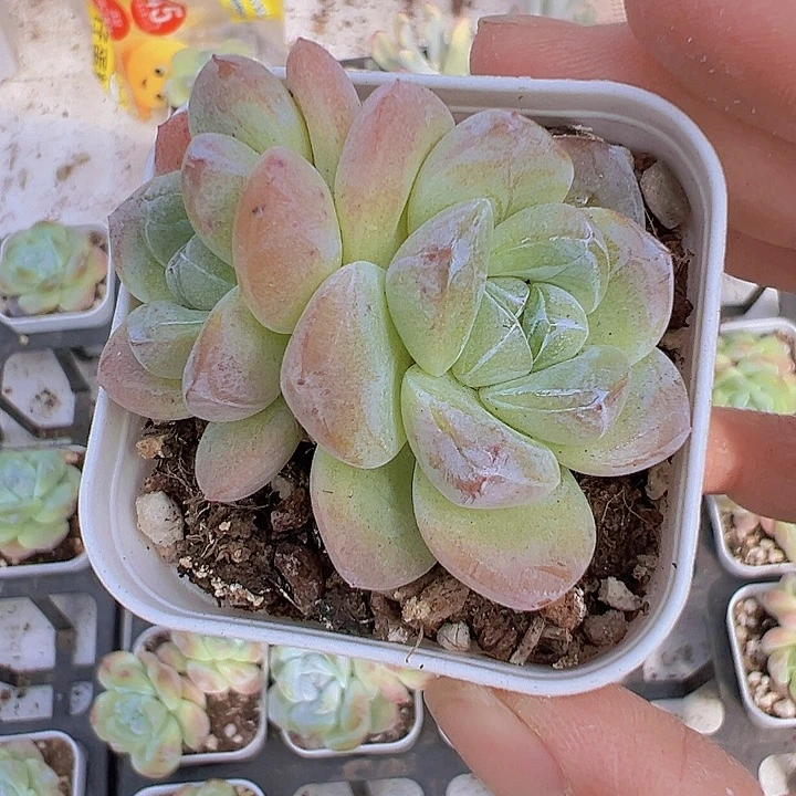 紫心冰玉双头2盆19包邮