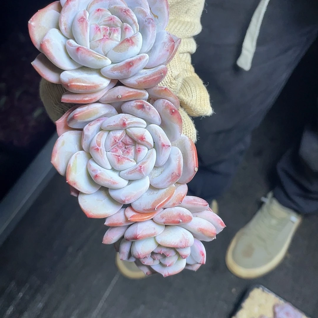 星影无砍3头群8888