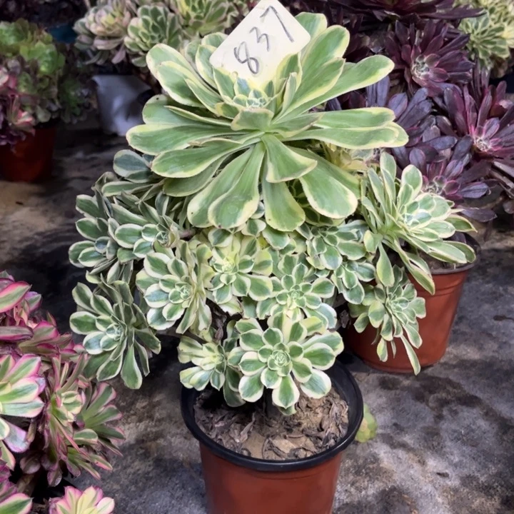 837保时捷多肉一物一拍