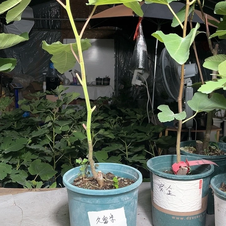 无花朵久留米无花果