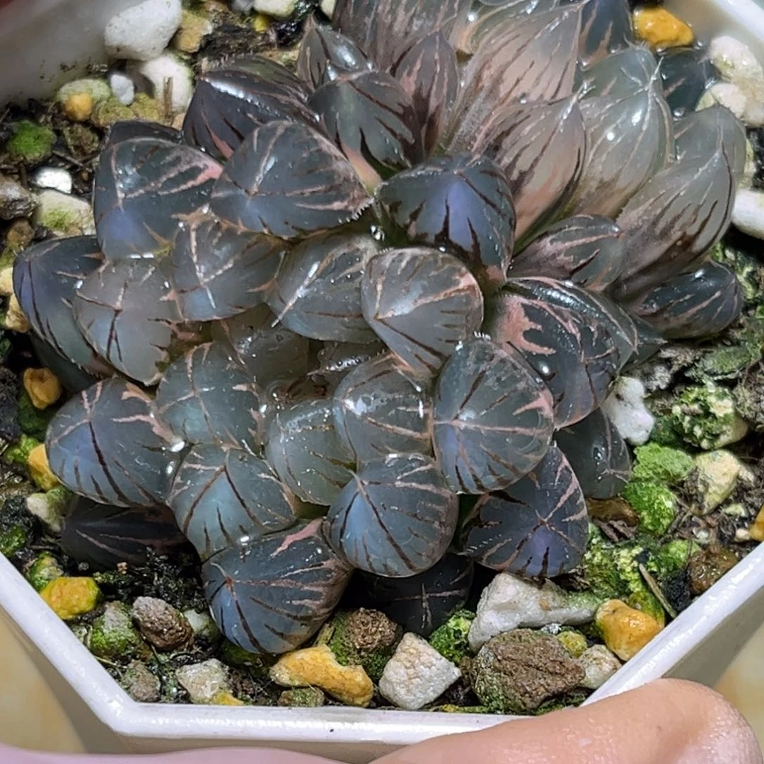 恭喜发财大吉大利533