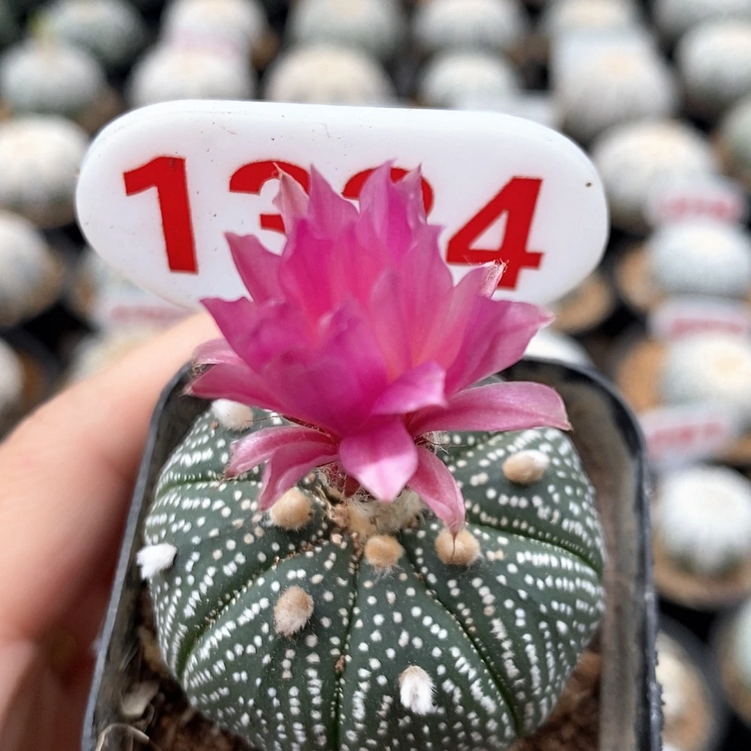 平***定1331红花兜系列产品