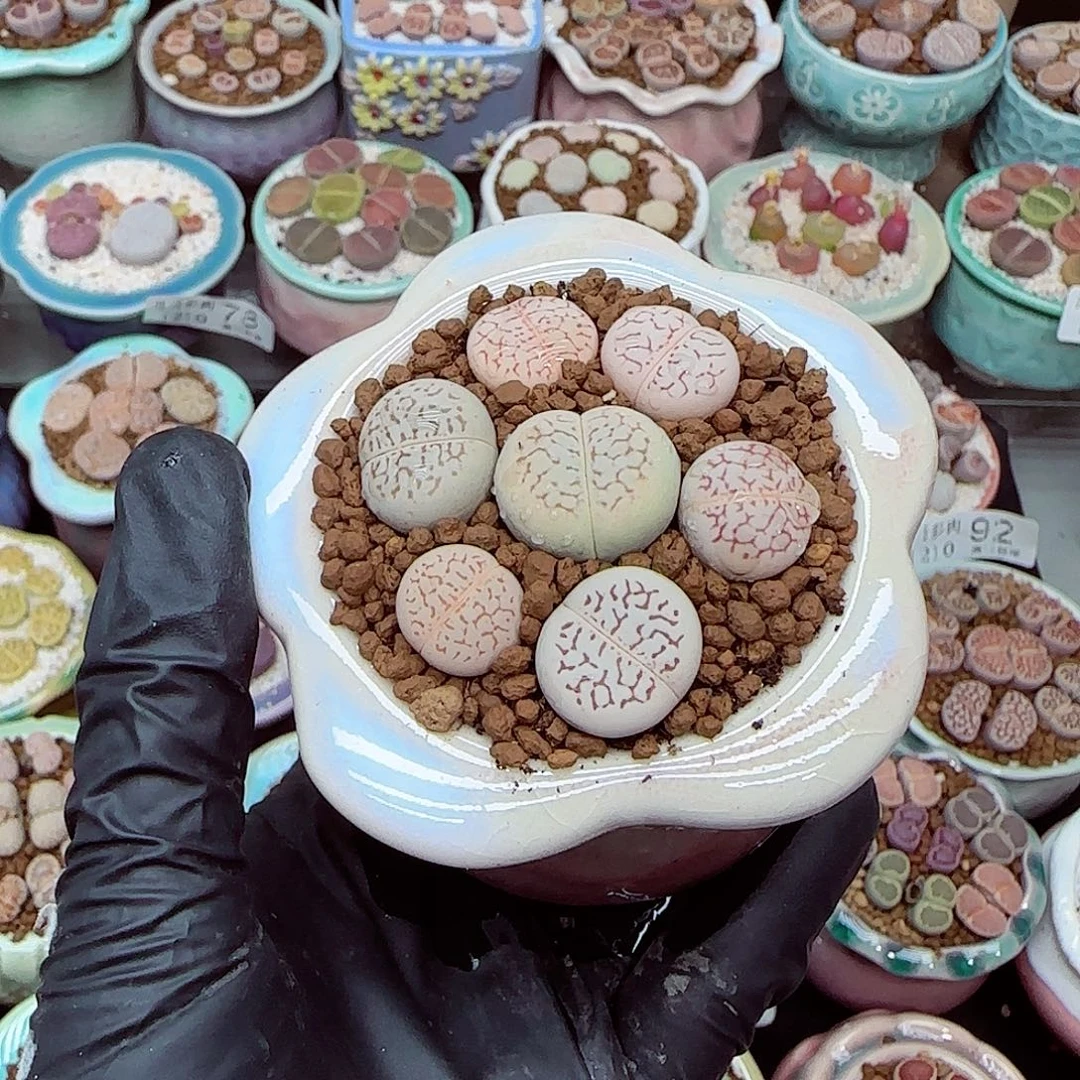 生石花满18包邮1210-151