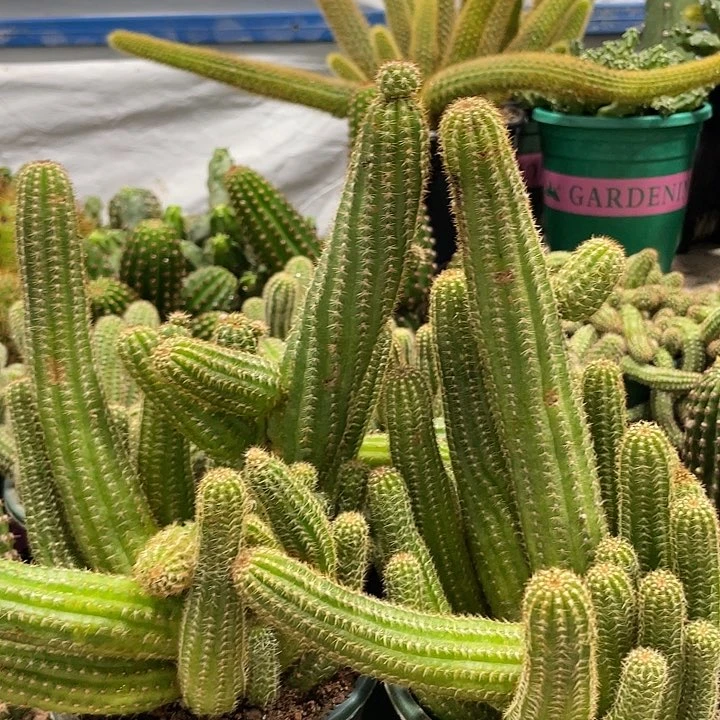 超大群多头白檀绯红皇后一杯