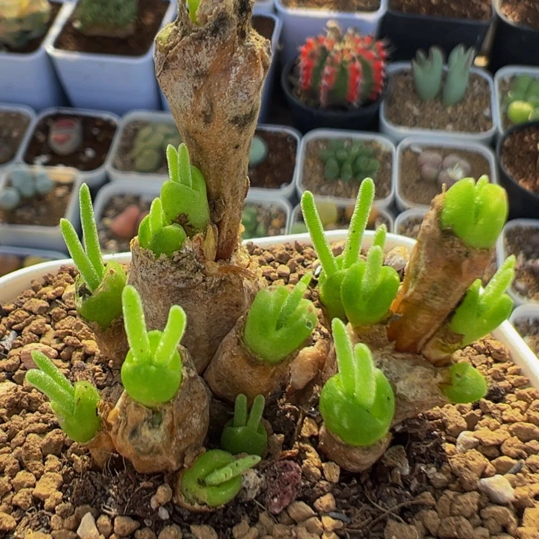 88多肉植物百科植物