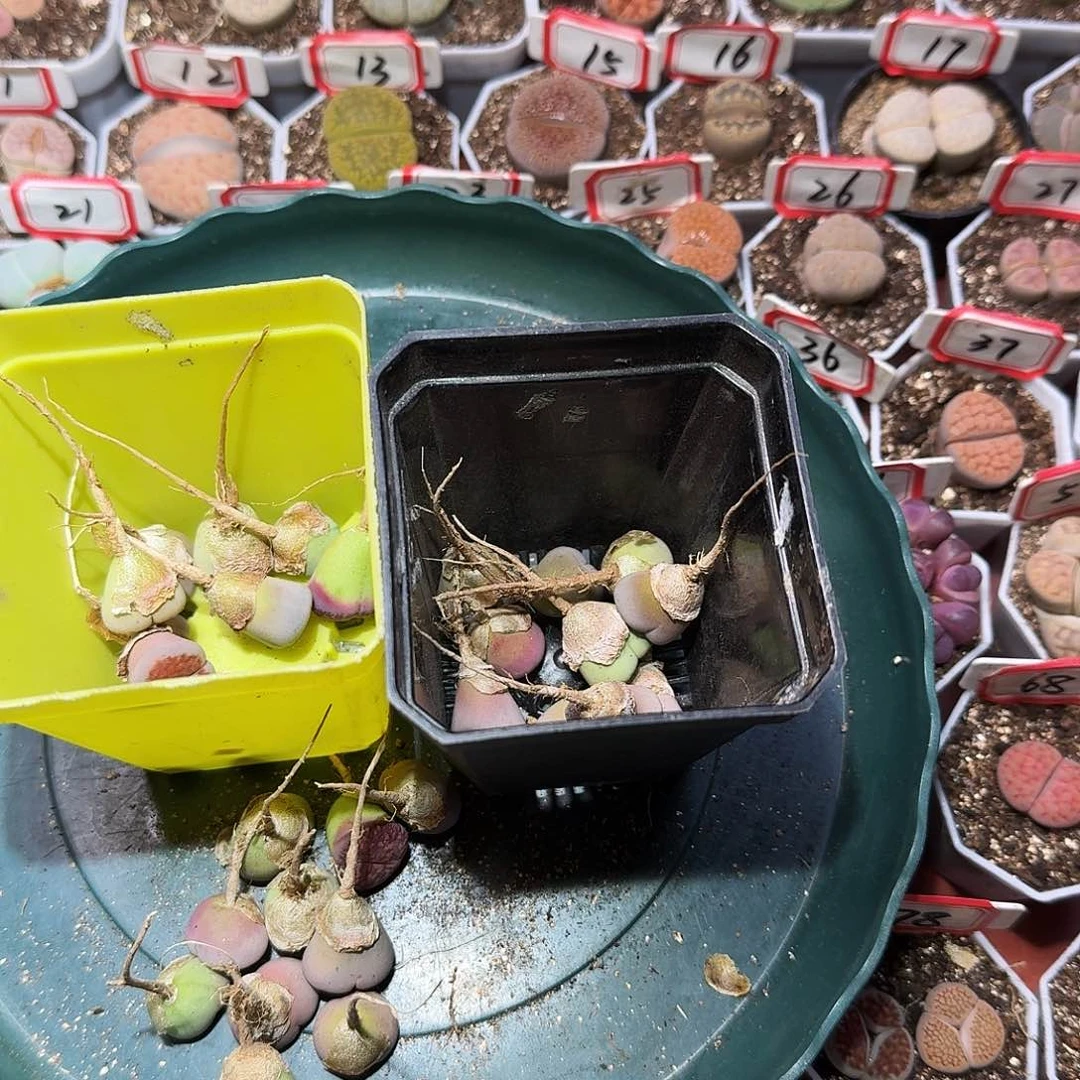 徐****?生石花23:：：。  51