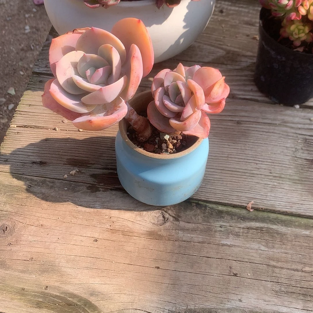 飞*凤多肉植物脱土