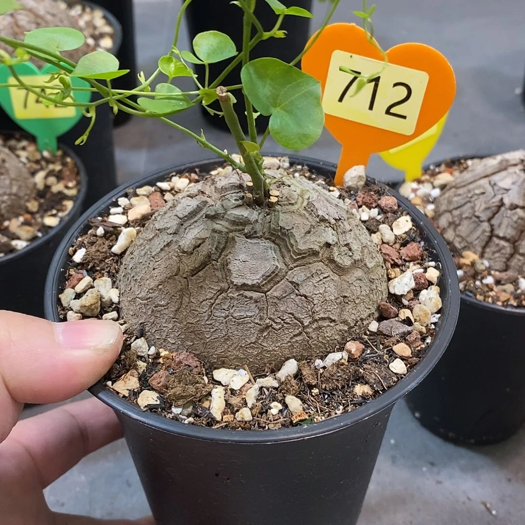 南非龟甲龙龟甲龙