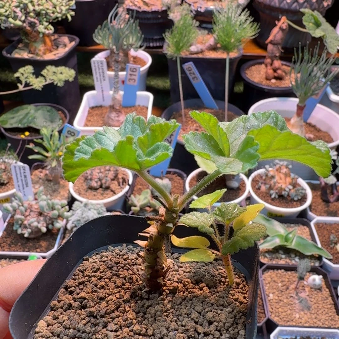 冰淇淋洋葵871 仙人掌