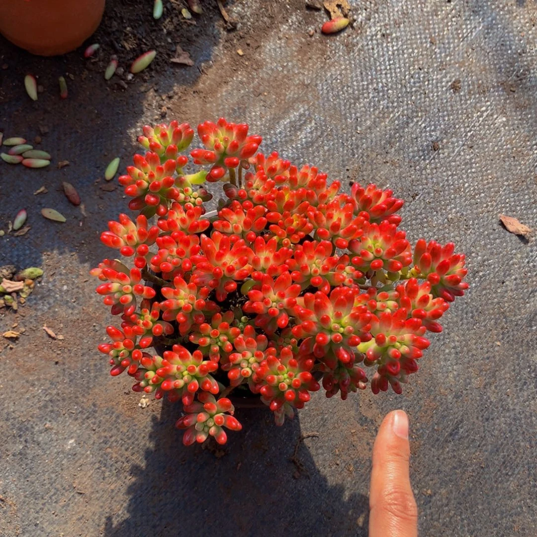 转运珠3.99带盆土