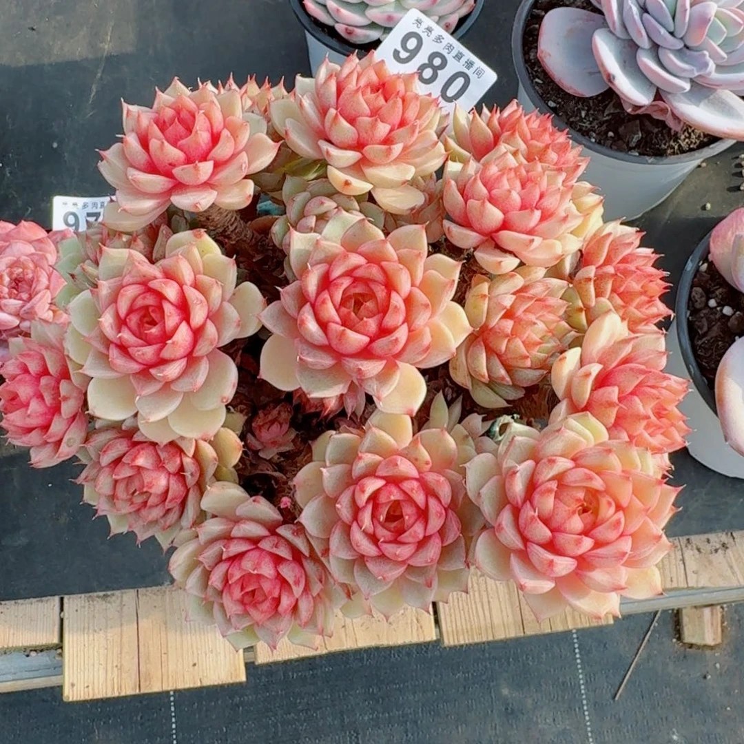 笨吧帝斯20公分      愿你一路坦途，乘风破浪展宏图