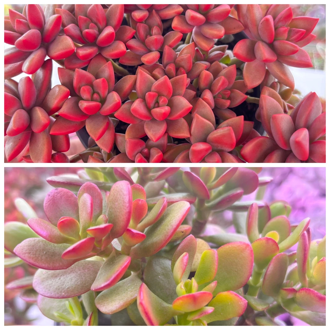 【小桃红+发财树】带盆带土 室内养 新手好养仙掌盆栽 云南发包邮