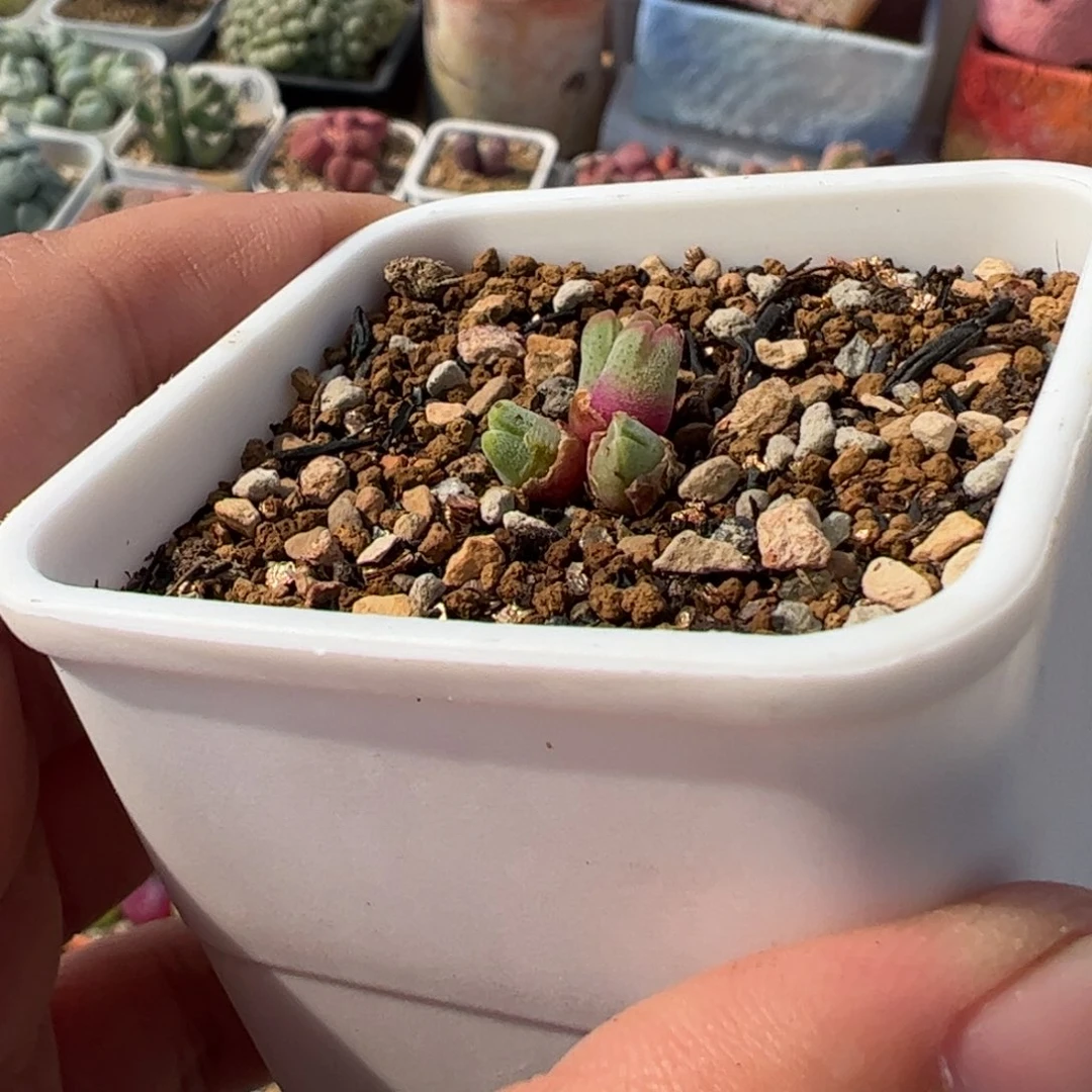 116多肉植物组合
