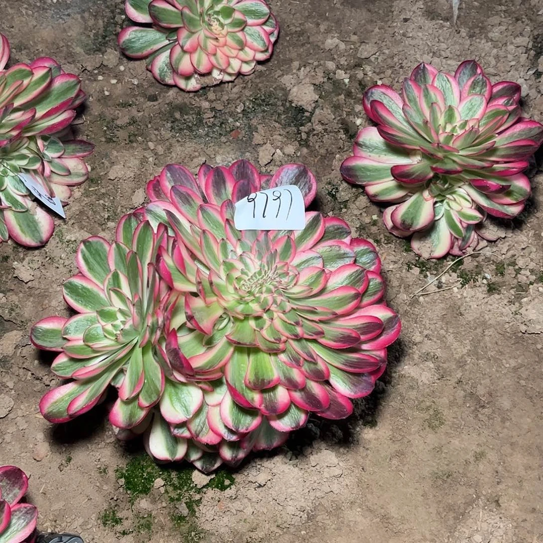 多肉法师锦倾城9797