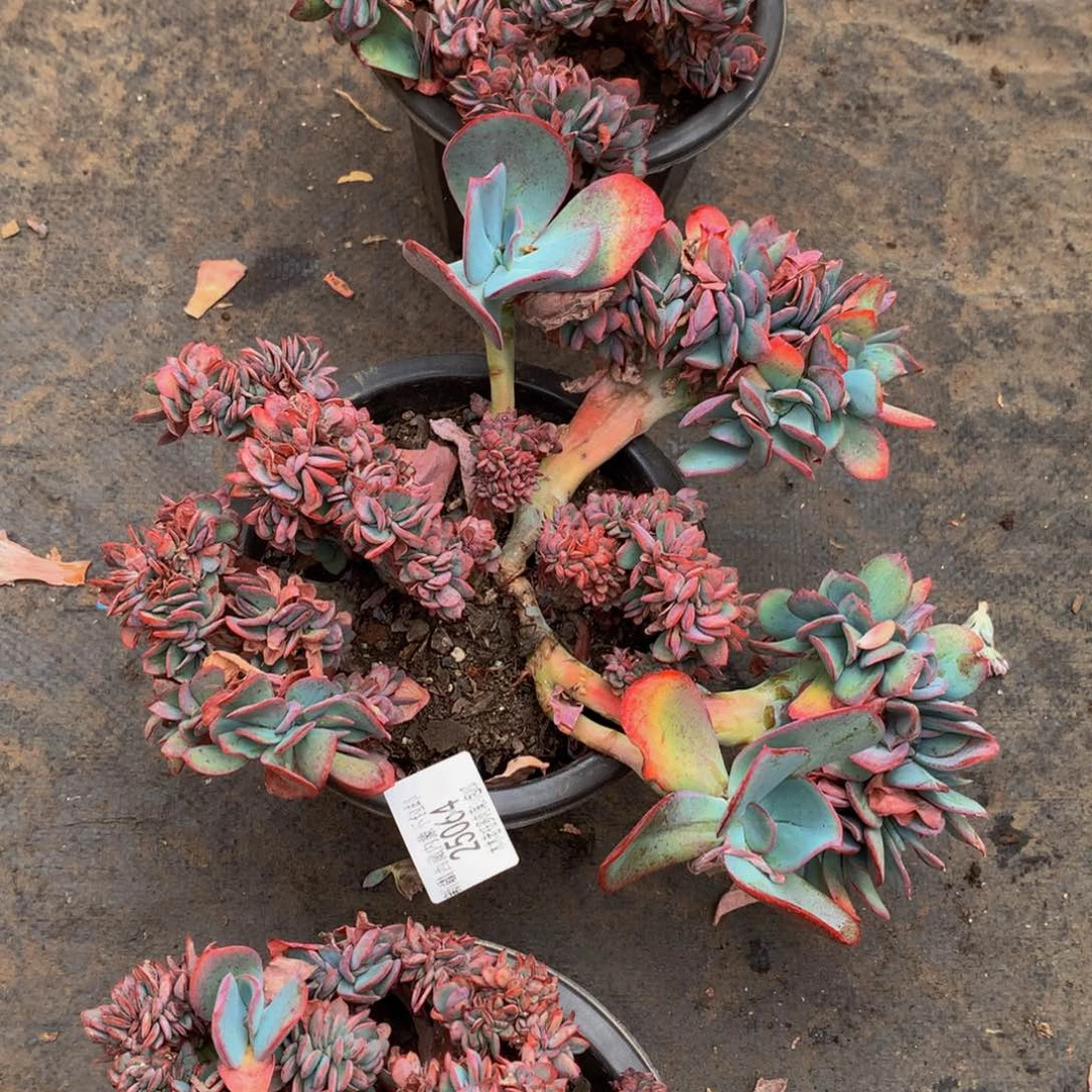 j**o   布鲁克林难缀25064