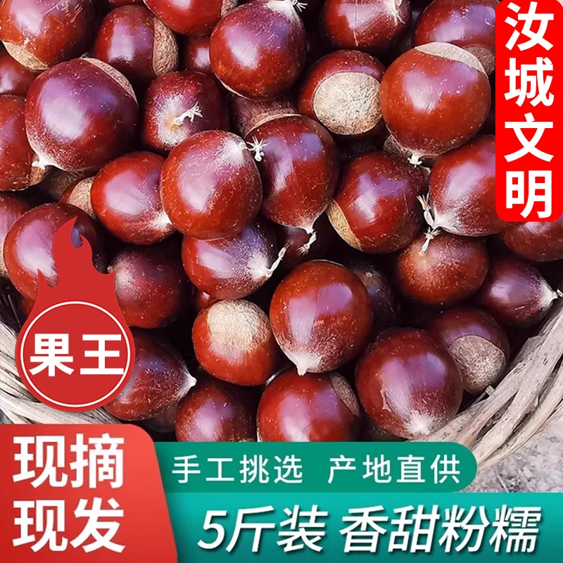 汝城文明锥栗2025新鲜板栗生板栗新鲜锥栗大果现摘油栗地标湖南