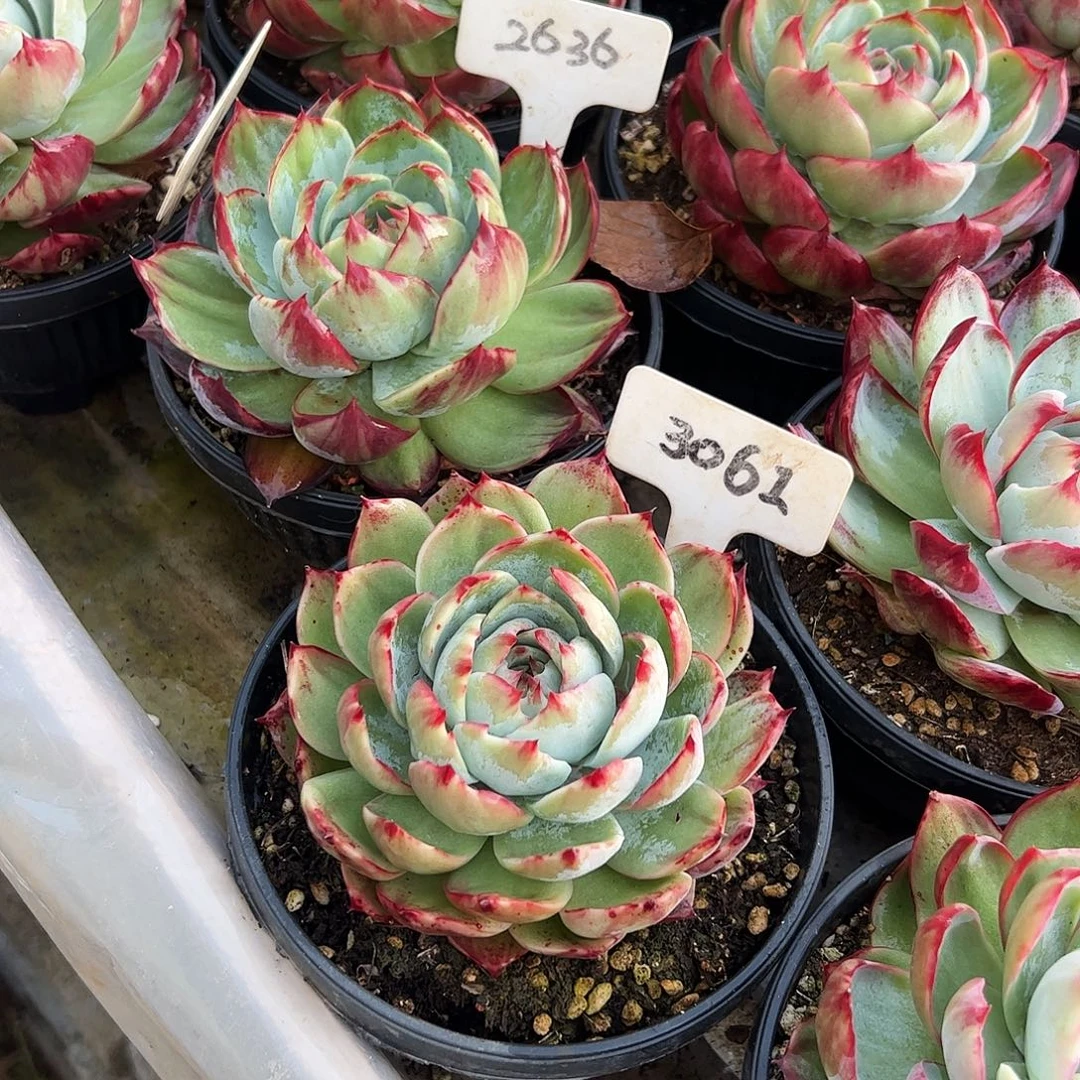 L****惊鸿仙子3061.2636号