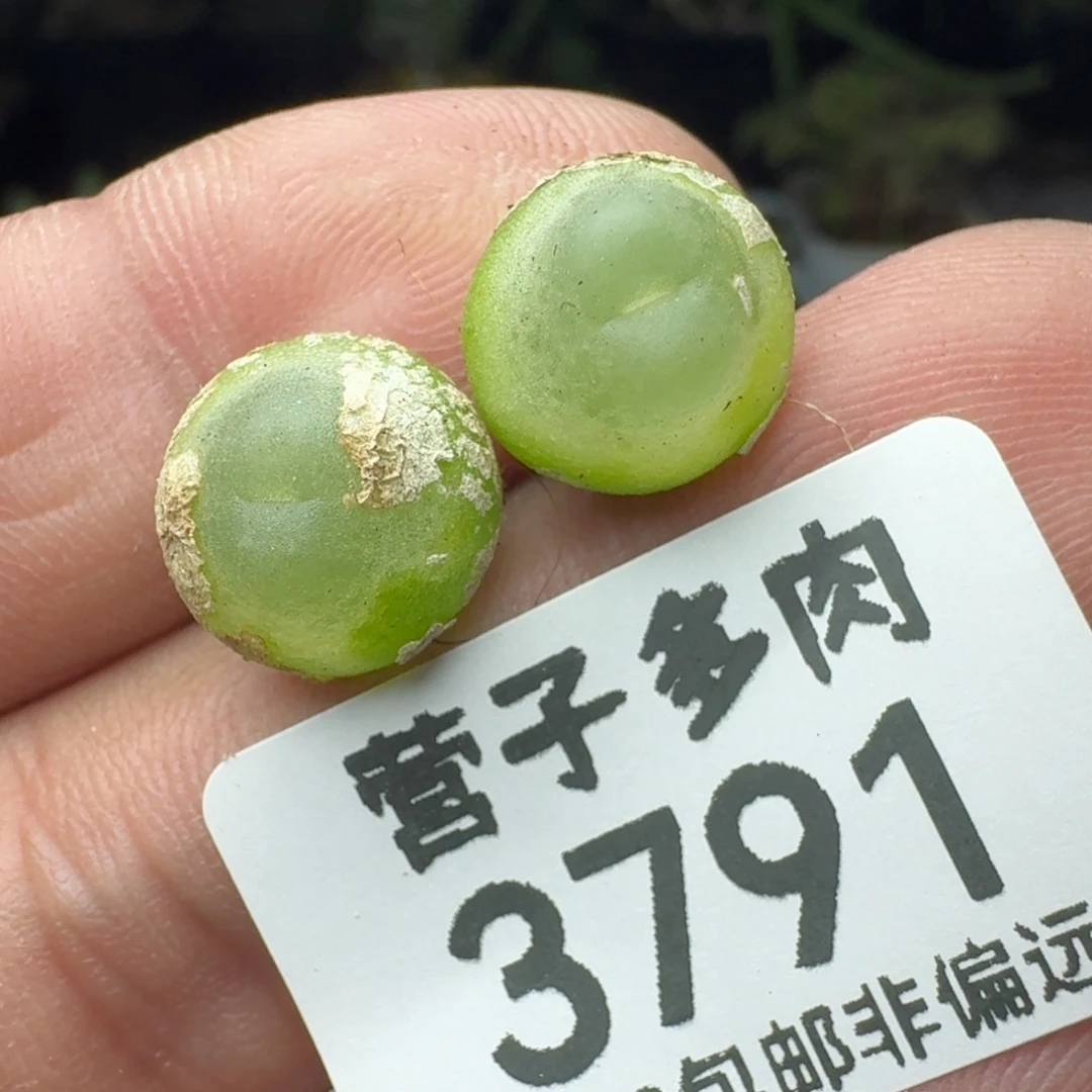 拉登1.1两颗