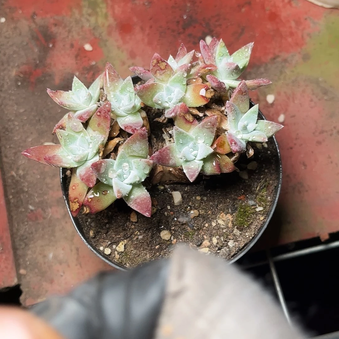 8490刘丹白菊仙女杯多肉