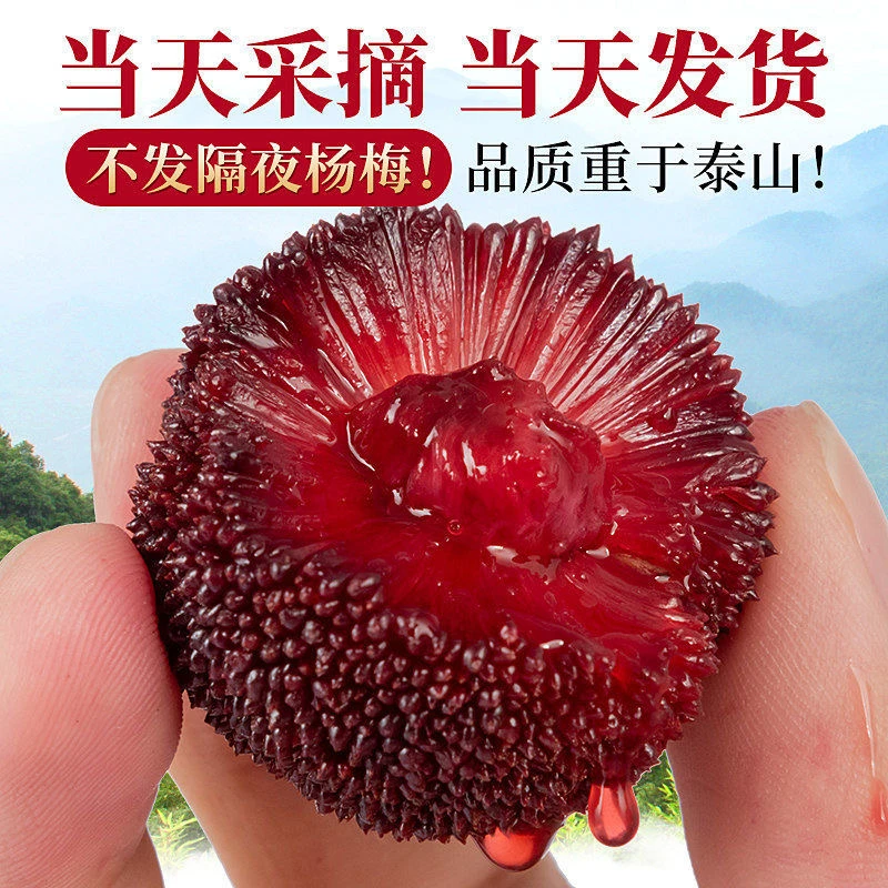 【正宗仙居东魁杨梅】10A贡品现摘现发新鲜水果顺丰空运冷链直达