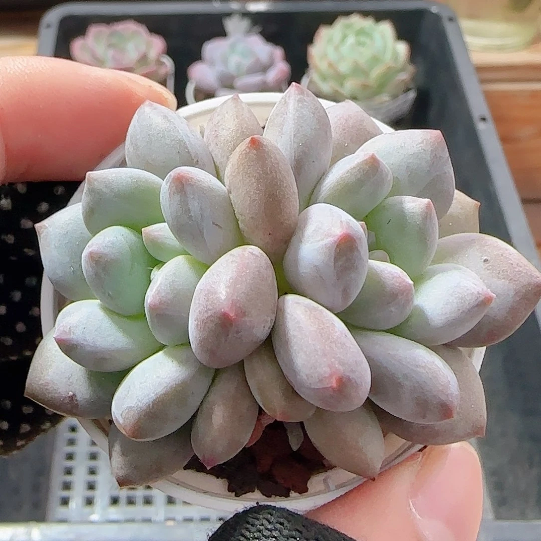 多肉0923--76龙纹鲤