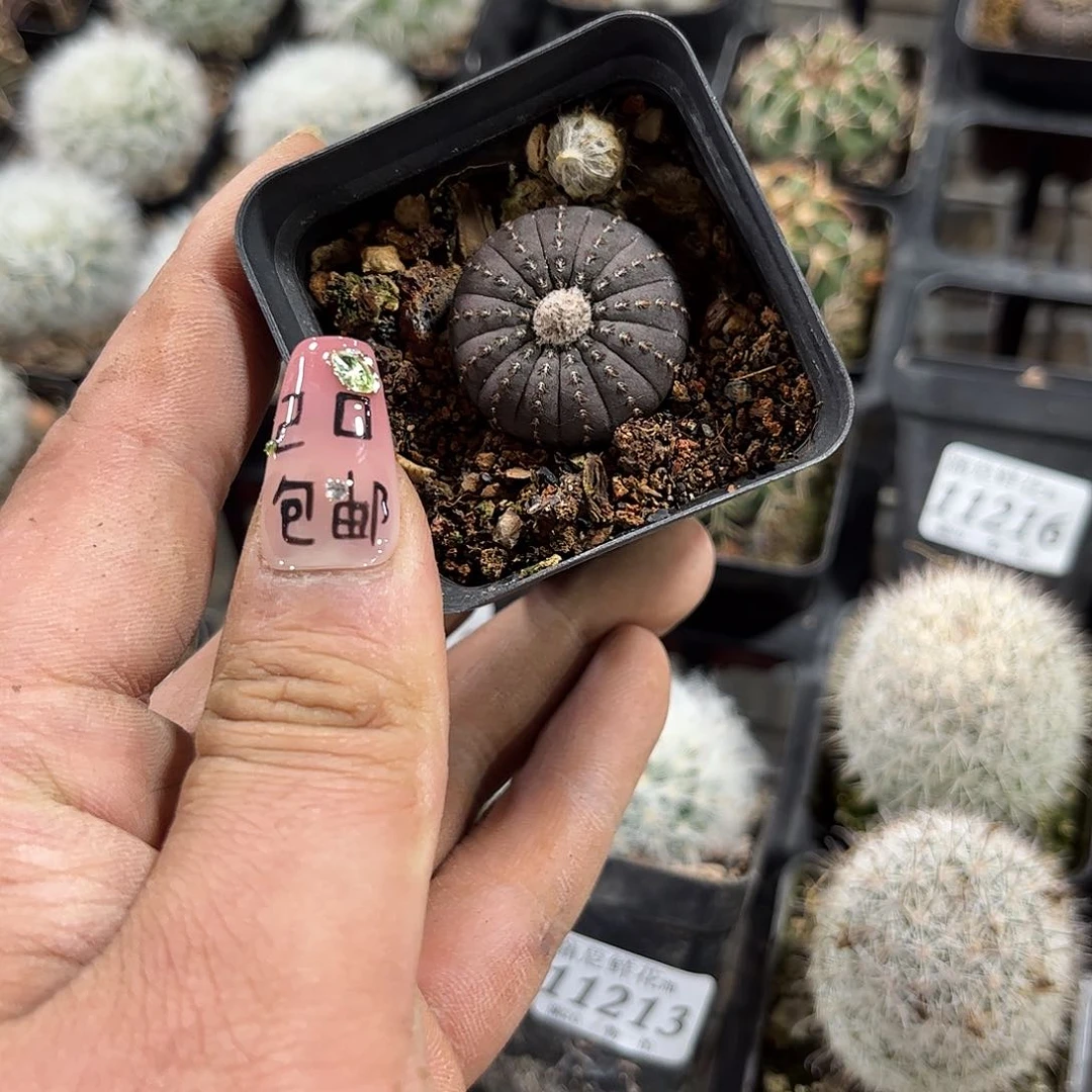 函***式11219一物一拍单头发货