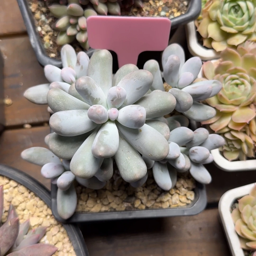 6头米可奶群生111111111111