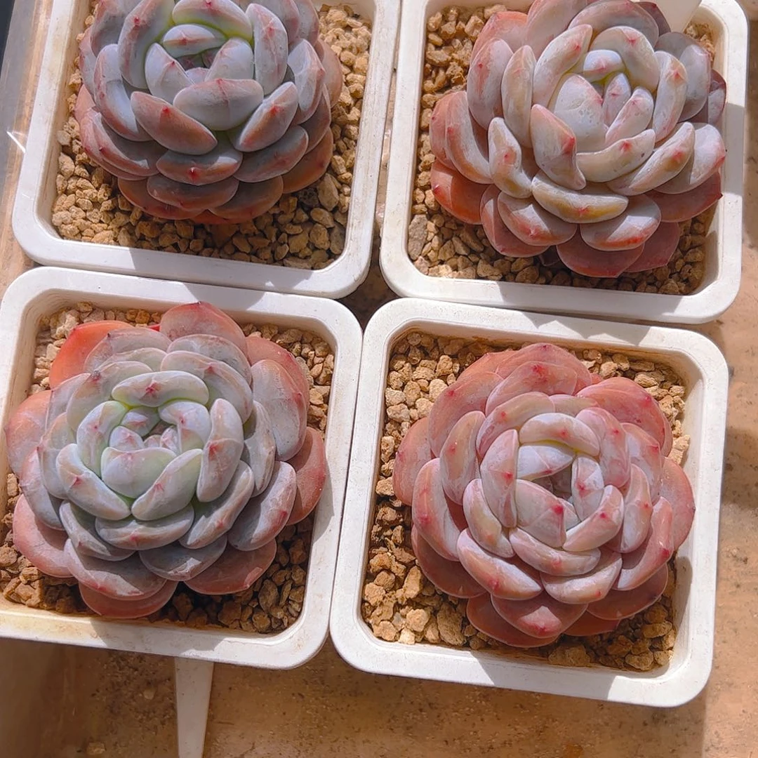 葫***子四颗星影5017号一物一拍