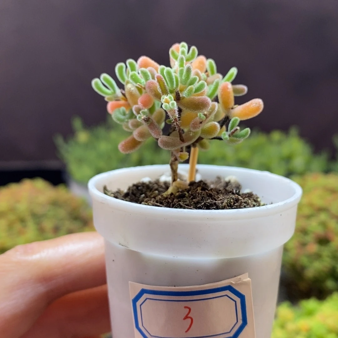 无花朵3号实生橙叶